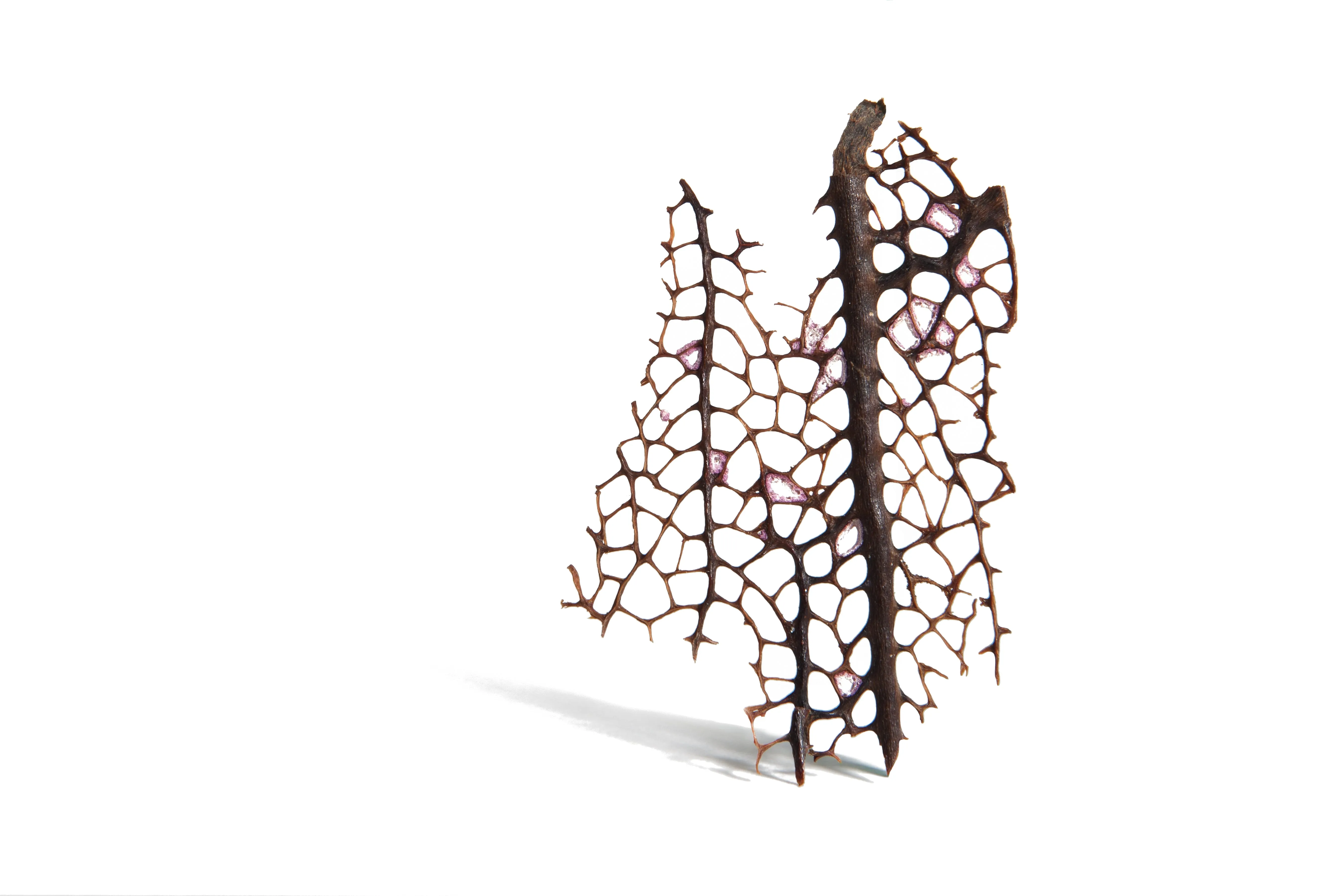 Gold Sea Fan Stud Earring